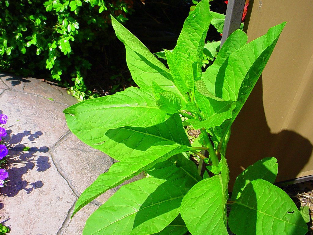 Pokeweed or Poke Salad